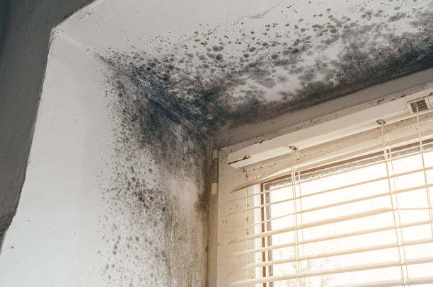 Affordable Mold Remediation solutions in Bluemont, VA