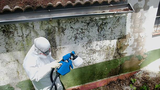 Top rated local Mold Remediation specialists in Bluemont, VA